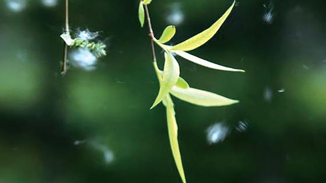 千古名句&苏轼极富理趣的一首婉约词,第三句成千古名句,安慰了无数失意人