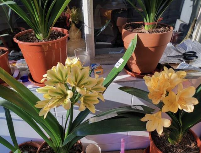 土壤不肥沃“1块它”扔盆里，养分足，6个月不施肥，反而爆盆