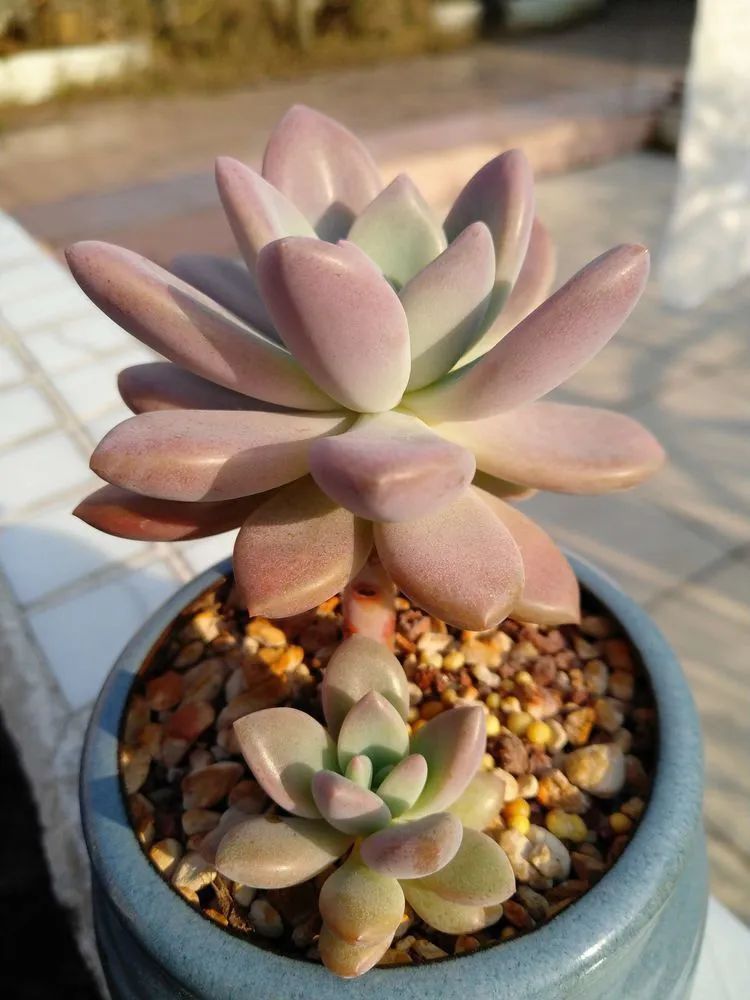 养肉三年,分享养肉经验,谈谈适合逆开挂区的多肉!