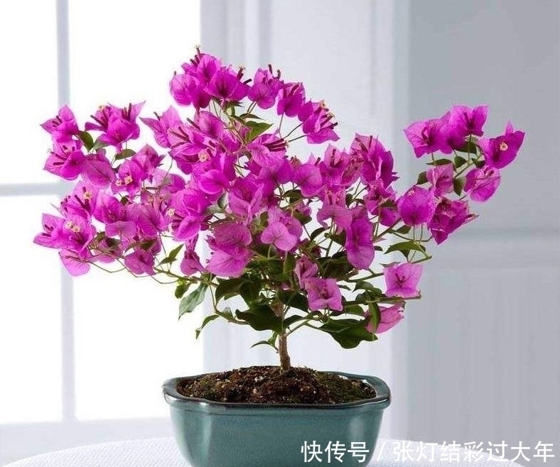 梅花期|夏天三角梅花期,促促花,花把枝条都压弯了