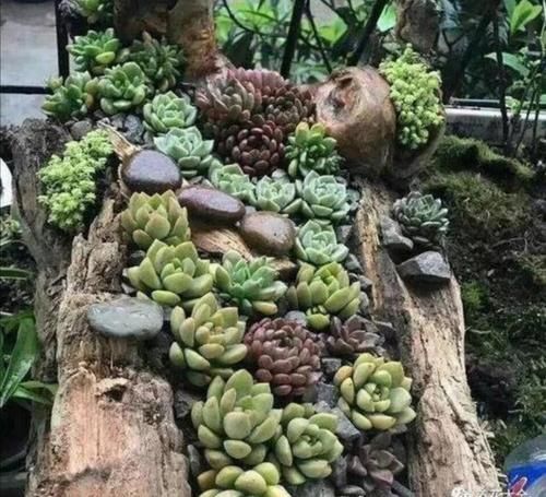 以前常见的旧坛子、石槽,养上花草植物,就成了漂亮的盆景