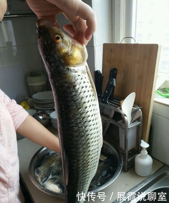 红眼|黄河支流,钓到“怪草鱼”,红眼黄鳃,渔民:黄河力气最大的鱼