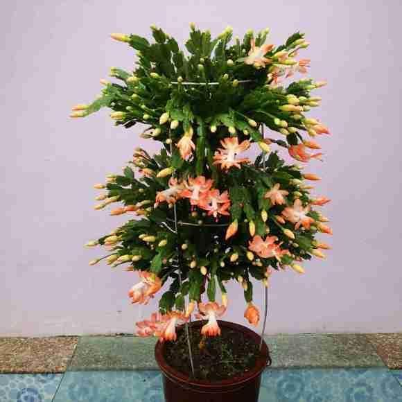 蟹爪兰进入“休眠期”，4件事避开，新叶厚一倍，越长越密集