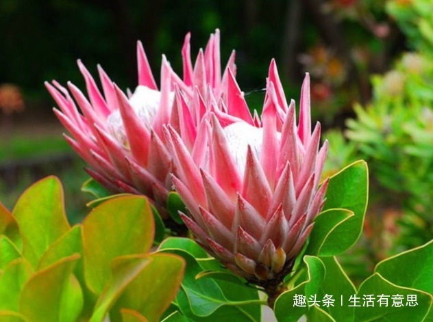 帝王花,无实力对不起此名儿,一开不谢的花!教你养法,绝对霸气