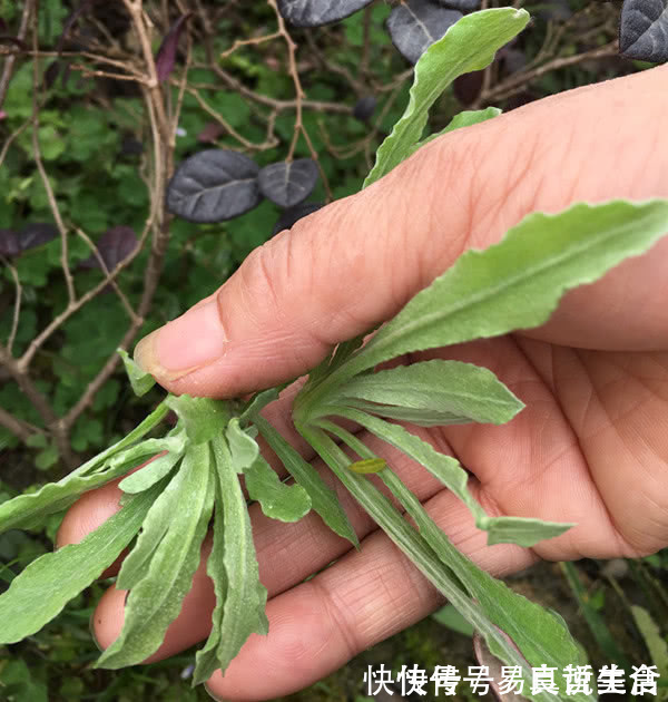 功效|路边长的这种“野菜”，老妈随便就掐一把，功效神奇能治高血压