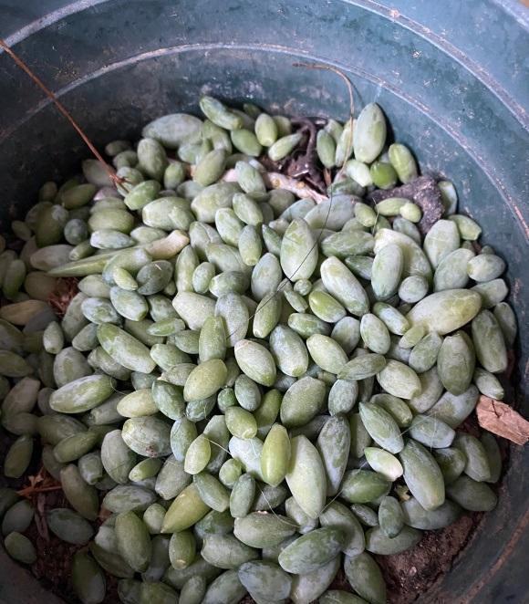 根系|多肉浇水浇多了,一碰就掉叶,小问题,控水1个月就恢复了