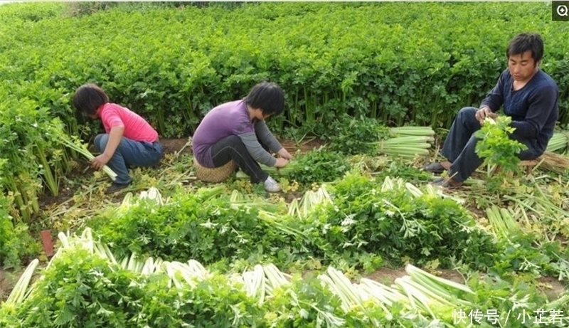 价格连跌3个月,产地一斤5毛钱,叶子吃不吃不用争了