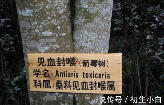 植物|毒箭木:世界上最毒的树木,几滴放倒一头牛,古人用它制作毒箭