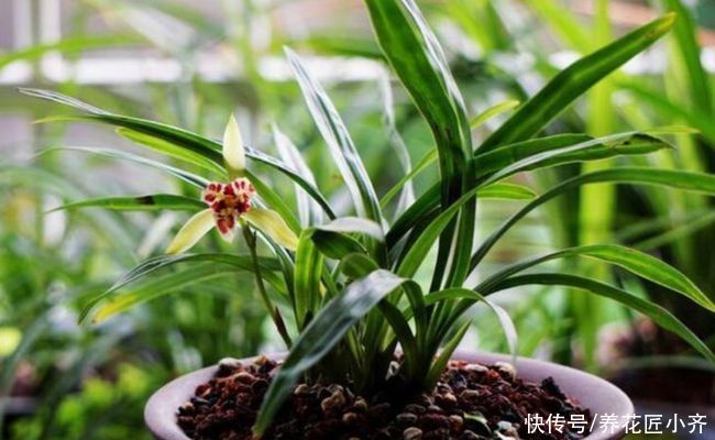 兰苗|盛夏养兰花，做好“三要、三不要”，兰苗叶片油绿，植株硬挺