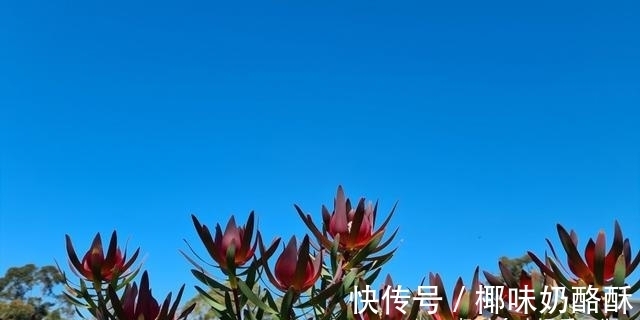 旧爱|桃花怒放，旧爱回归，此生无悔，重拾旧情，余生真情相守