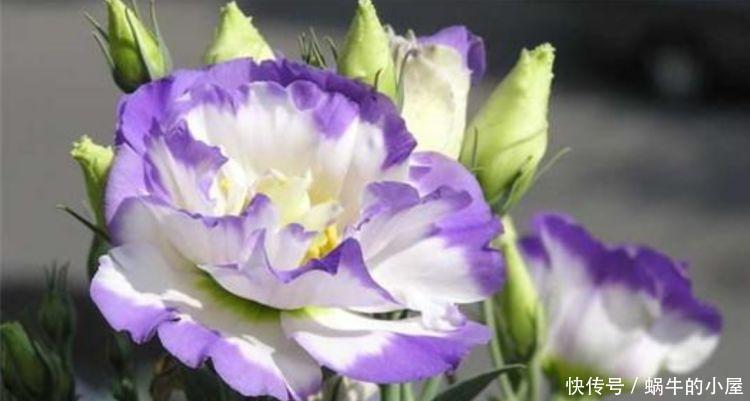 4种便宜又好养的花，养护简单，开花富贵，旺宅、招财好兆头！