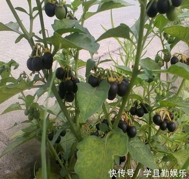 龙葵|这种“黑色果实”原来是“解毒之王”，家里种一棵，药费省不少