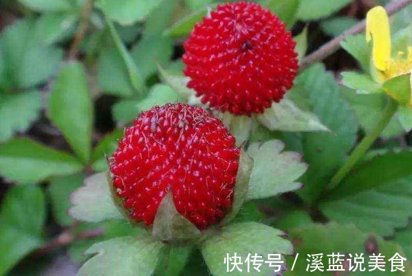 蛇莓|乡下茅房边的“野草莓”,熊孩子经常拿来吃,殊不知营养价值很高