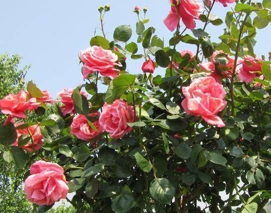 花卉|扦插花卉不用土壤,用上此“材料”,10天生根发芽,白根往外冒