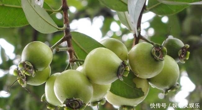 鲜食|平时多吃这水果,保护肝脏,补肾壮阳、补血益气,知道的人抢着吃