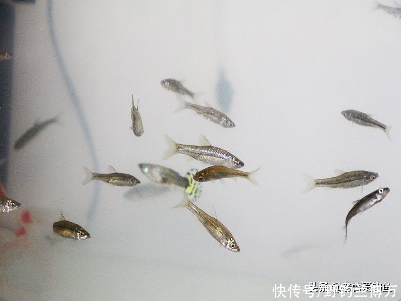 “臭名昭著”的麦穗鱼，凭什么独占鳌头？