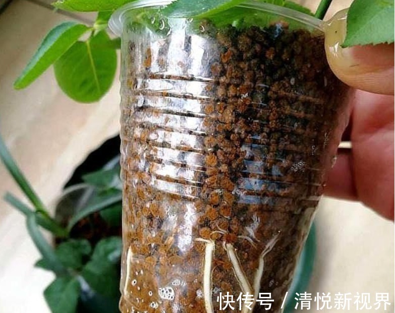 白根|扦插的月季不生根学会此4种“扦插技巧”,生根快好几倍