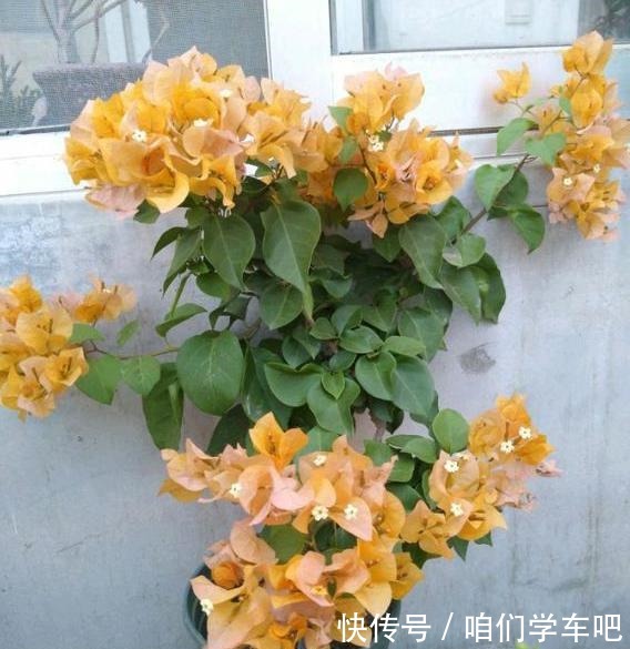 三角梅不控水依然开花爆盆，教你一个“小技巧”，开花一茬接一茬！