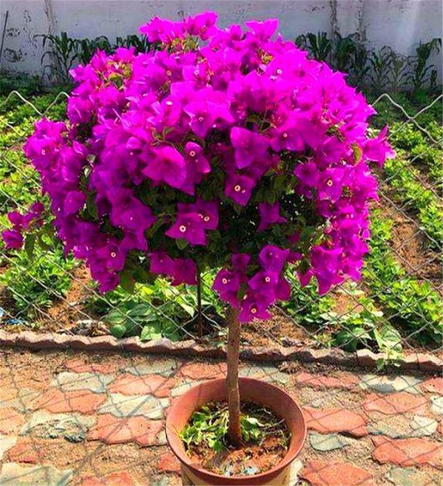 三角梅换盆有诀窍，掌握5要点，不伤根长得快，轻轻松松开爆盆