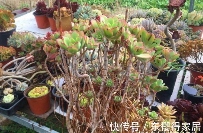 艳日辉|跟艳日辉撞脸的多肉红缘莲花掌,你知道怎么区分和怎么养吗?