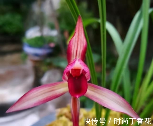 香味|为什么此兰香味这么浓?喜欢闻花香者一起来观赏一下