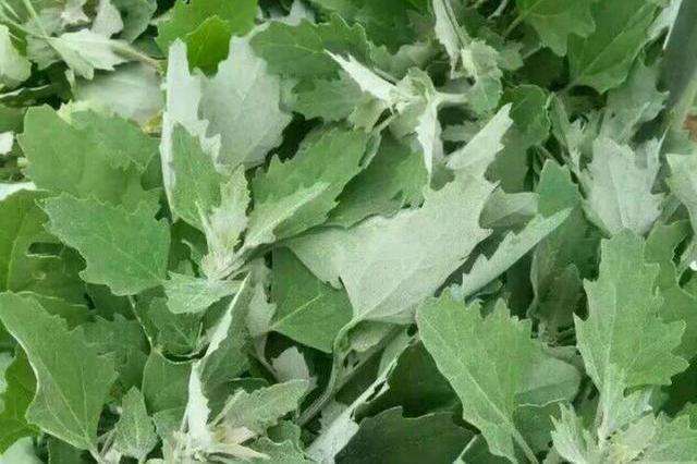 誤以為有毒不敢吃，農民見到就鏟除，其實營養(yǎng)豐富，一斤高達15元