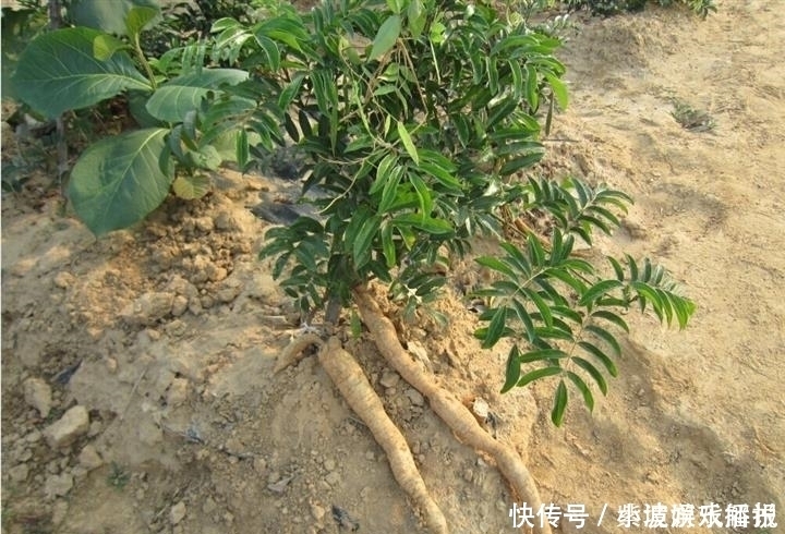 此物|此物人称“南方小人参”,价值不菲却被误当成柴火,网友:可惜了