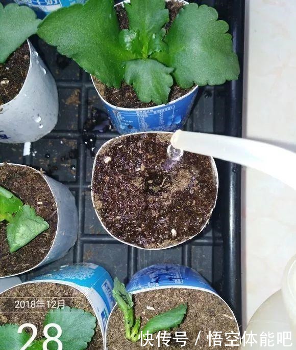 长寿花扦插8大步骤，一盆变十盆，超轻松！长寿花扦插8大步骤，一盆变十盆，超轻松！