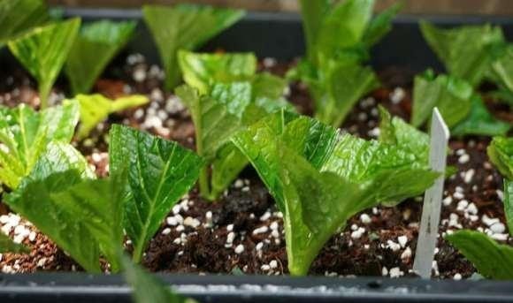 扦插最佳时期到了，有这花赶紧插，沾土就能活！