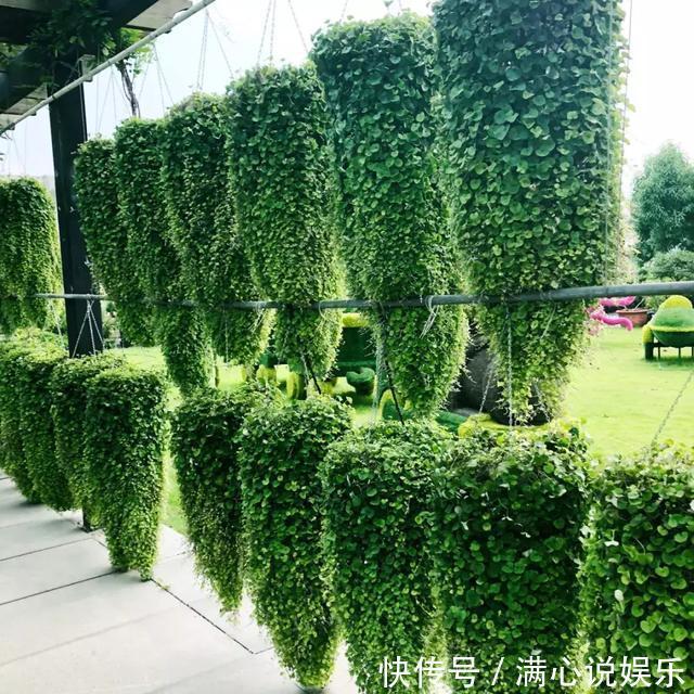 踩也踩不死的“野草”，长得像“铜钱草”，当做“吊兰”最好养
