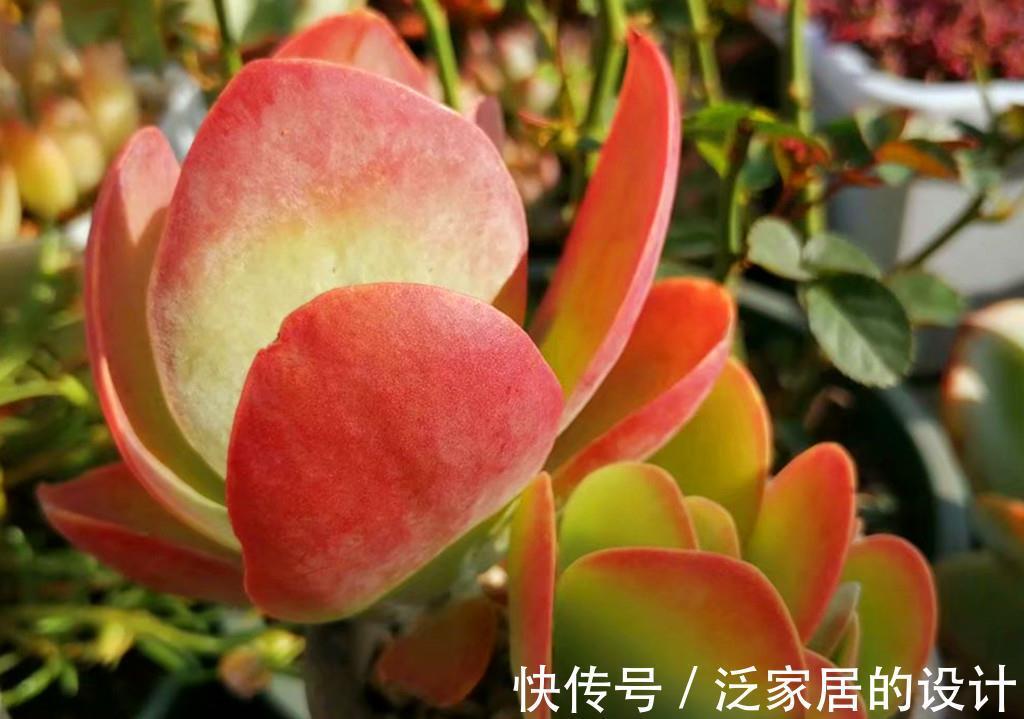 唐印|多肉秋天施点肥，既爆头又上色，但也有些多肉越施肥越丑