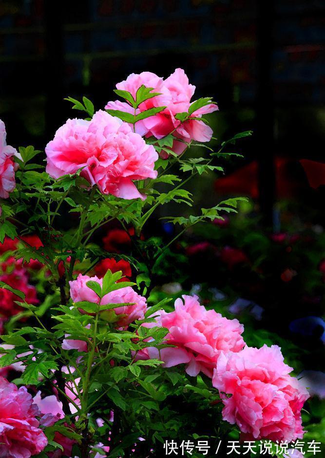 立冬后,养这10种花,切记不能多浇水,养不活都是由于手太勤