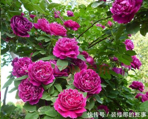 月季花爆花真简单,掌握一个方法,猛长笋芽省心有效!