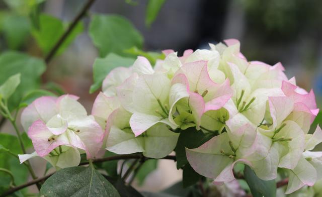 修剪|养三角梅,“5招”伺候,花芽不断冒,全年开花不断,一茬接一茬