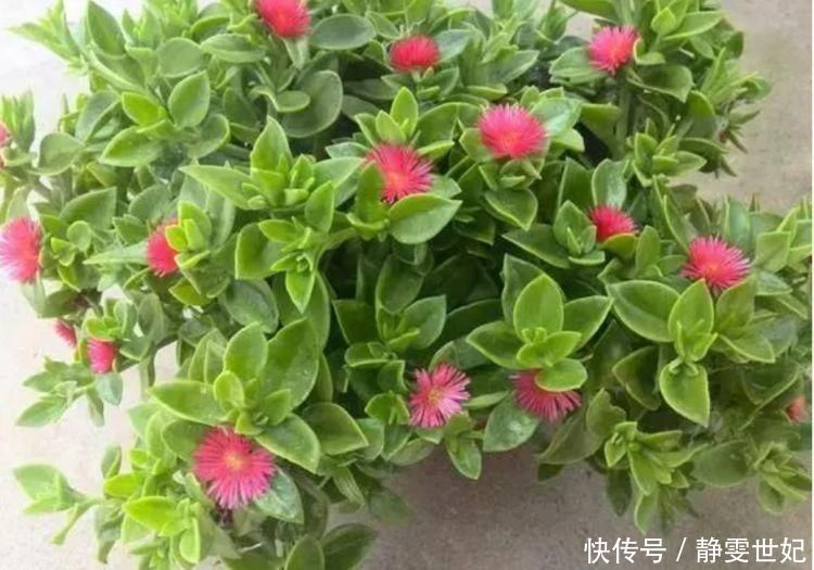 家里不养绿萝吊兰,只养1种花,好养又漂亮,还能当菜吃