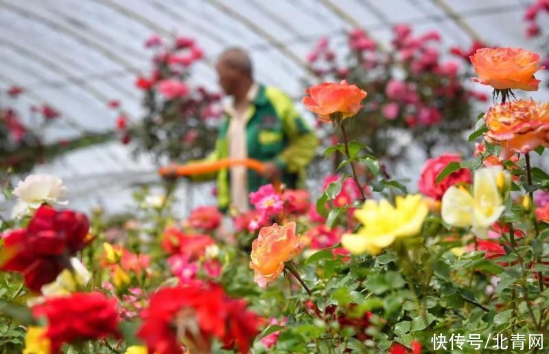 北京月季文化节下周开幕 全市11大展区等您来