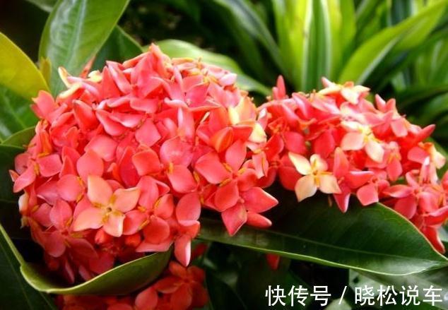 农历九月十八霜降后，养什么花？家里养3种花，春满人间福临小院