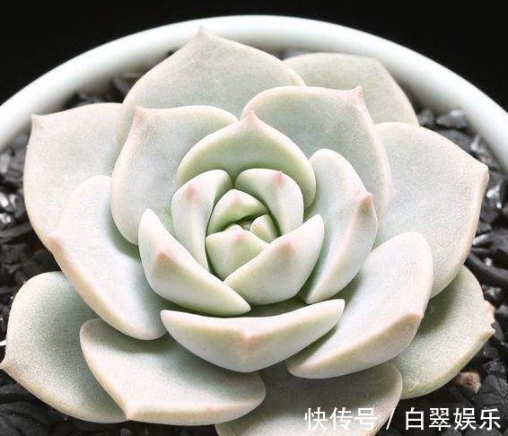 夏天|夏天适合养的多肉植物,没事试试这“几种”,省心也好养