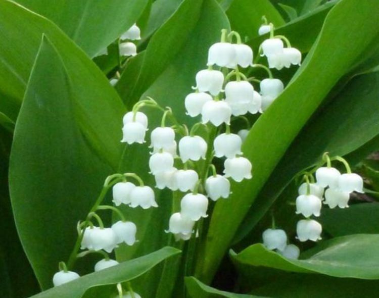 几种花自带财运，好养易活不招虫，能吸甲醛净化空气，幸福满满