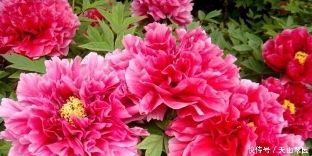 中国|中国十大名花分别指哪十种花这十种花分别有什么美称