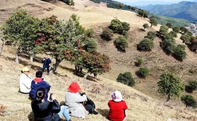 高山草甸诗画里，康养福地花事浓，周末快来看马樱花