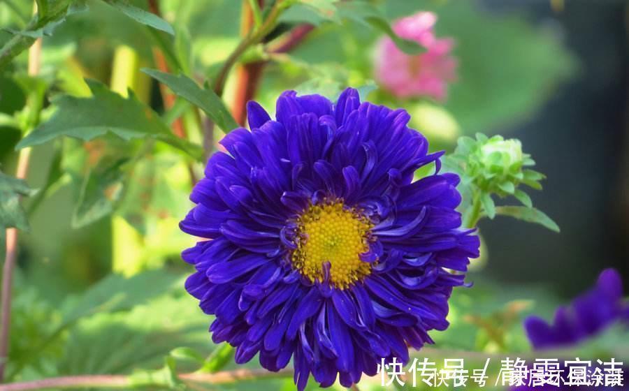 格桑花四季可播种，颜色鲜艳开花漂亮，种上种子一周就出苗，好养