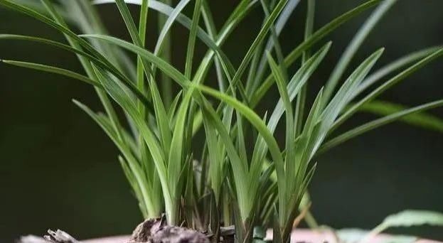 养好兰花的口诀，书本上学不到的经验，喜欢就收藏吧