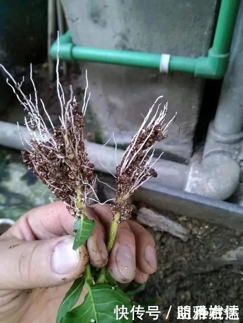 繁殖|扦插繁殖花卉时，用2种小药片，一个星期就生根，越养越旺盛！