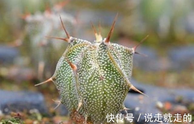 来客|这些星球属的多肉植物,宛如神秘的星空来客,奇异而美丽
