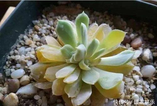 夏季这3种花可别入手,养一盆死一盆,过了夏天就剩空盆