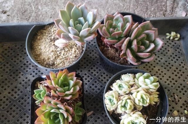 多肉|养多肉常犯的3个坏习惯,及时改掉,多肉好看又好养!