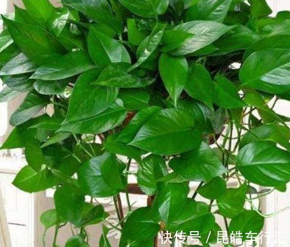头疼不知道盆栽绿萝喜欢什么?日常注意2方面,枝叶轻松长爆盆