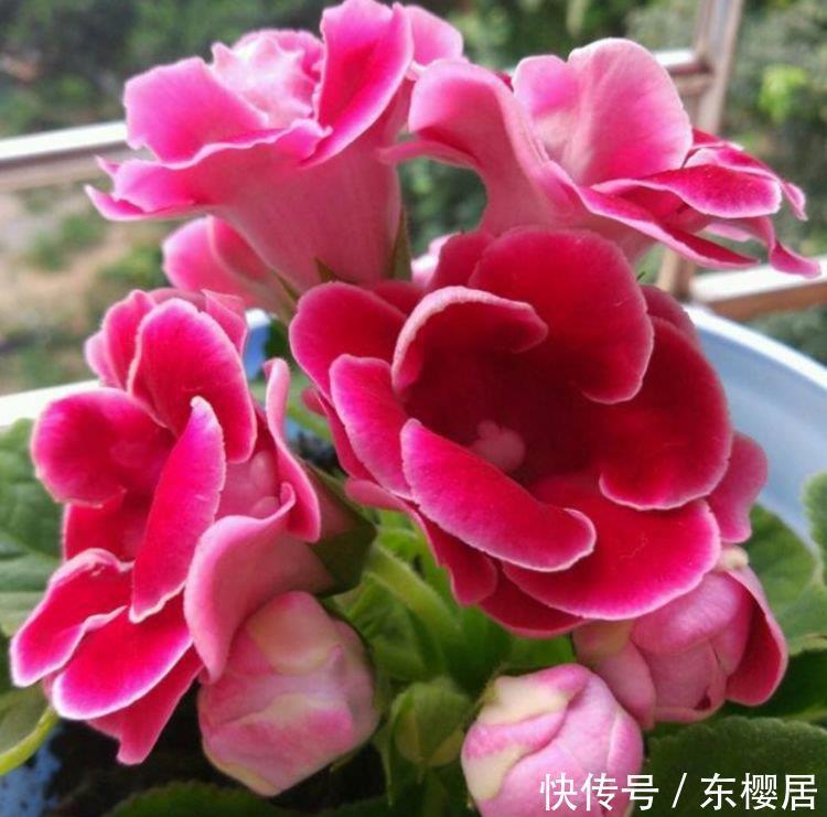 4种花是花卉中的劳模,给水就“疯长”,开花一簇簇,好养又漂亮