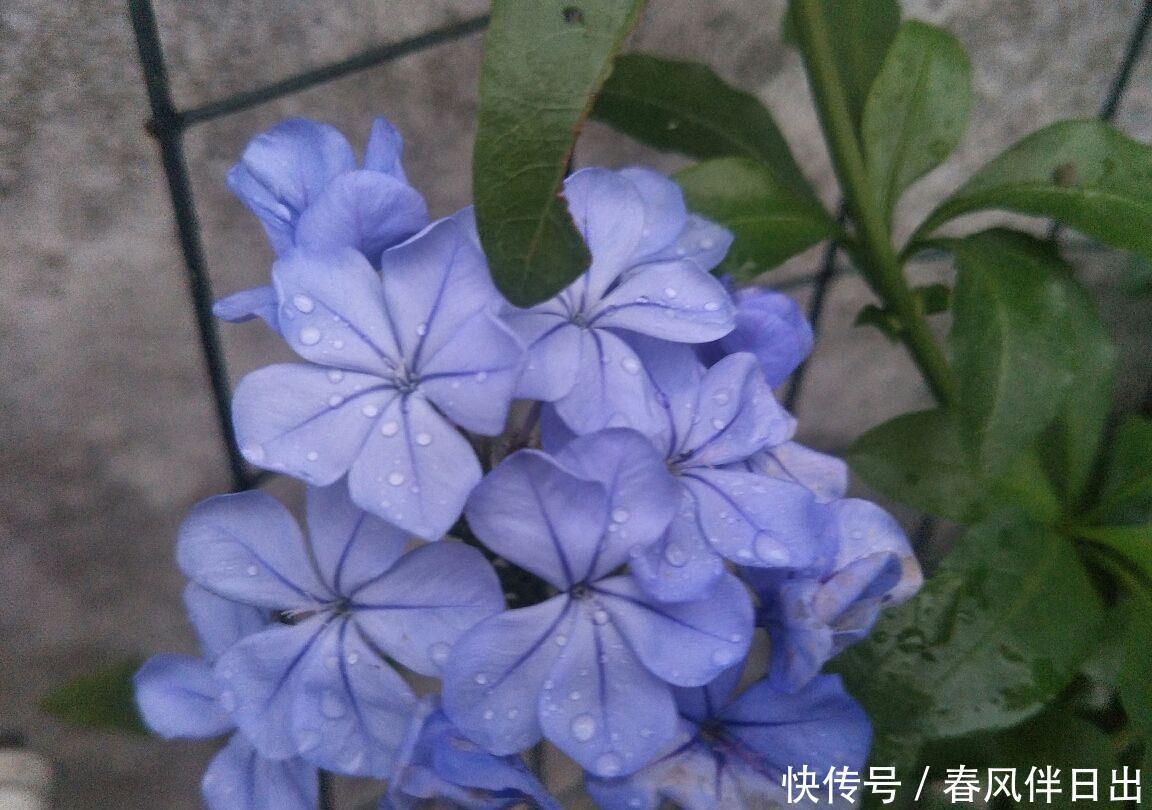 新手|“急性子”的4种花,买回家很快开花,适合新手养